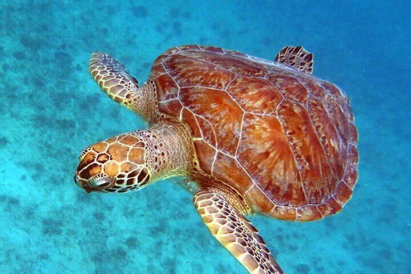 Small Group Sea Turtle Tour (Guaranteed to see turtles)