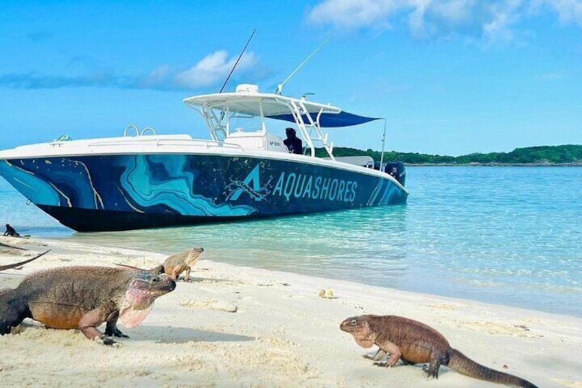 Exuma Powerboat Tour from Nassau with Swimming Pigs