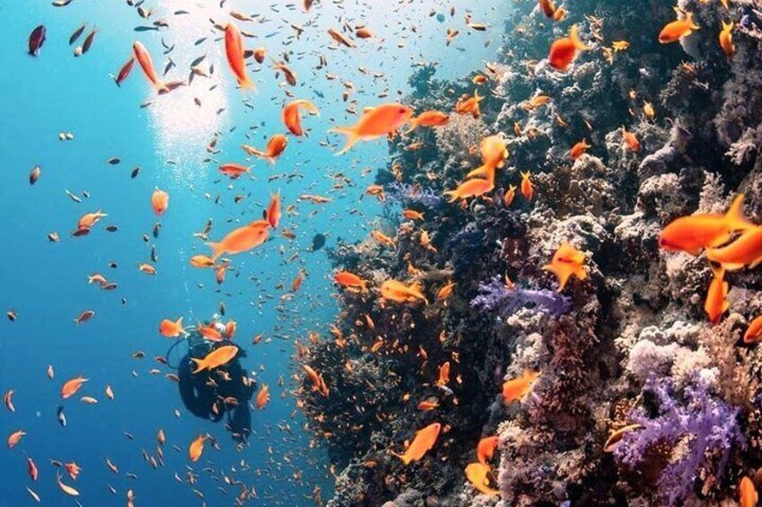 It was a cool dive