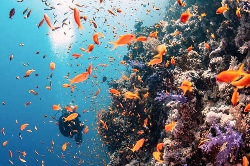 It was a cool dive