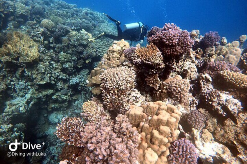Diving with luka