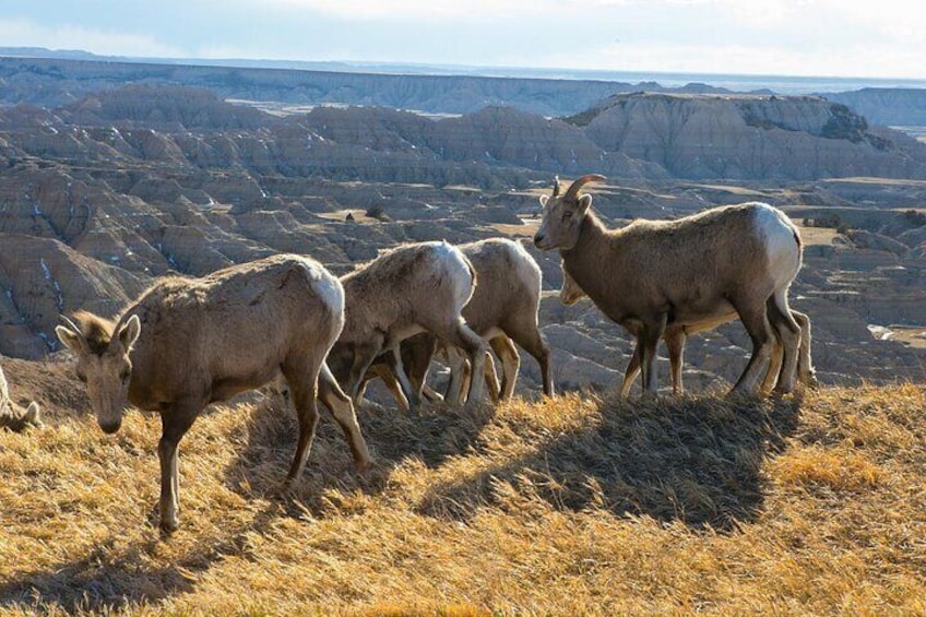Big Horn at Pinnacles Overlook
