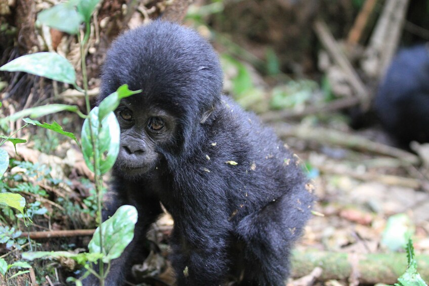 Private Safari Gorilla Tracking and Batwa Culture in Bwindi