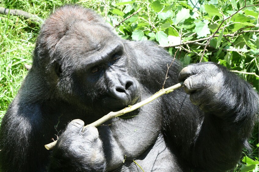 Private Safari Gorilla Tracking and Batwa Culture in Bwindi