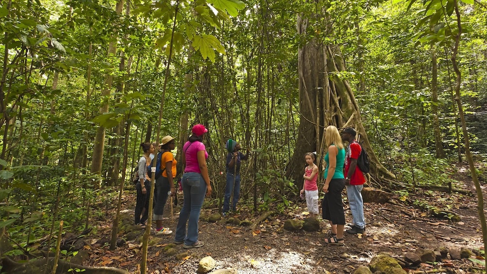 Group enjoying the Rain Forest Adventures tour in St. Lucia