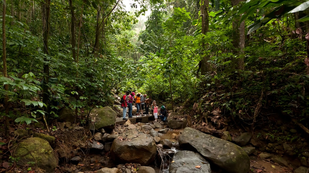 group in deep forest