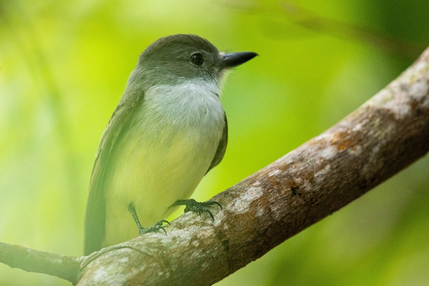 Bird Watching Hike at Castries Waterworks Forest Reserve