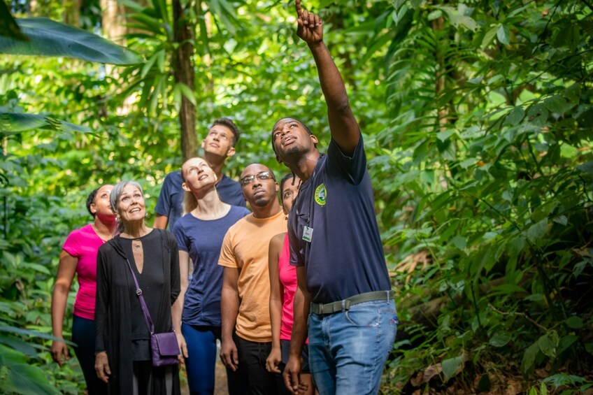 Bird Watching Hike at Castries Waterworks Forest Reserve