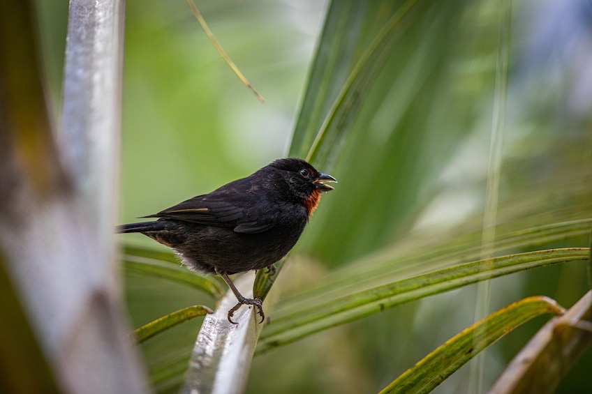 Bird Watching Hike at Castries Waterworks Forest Reserve