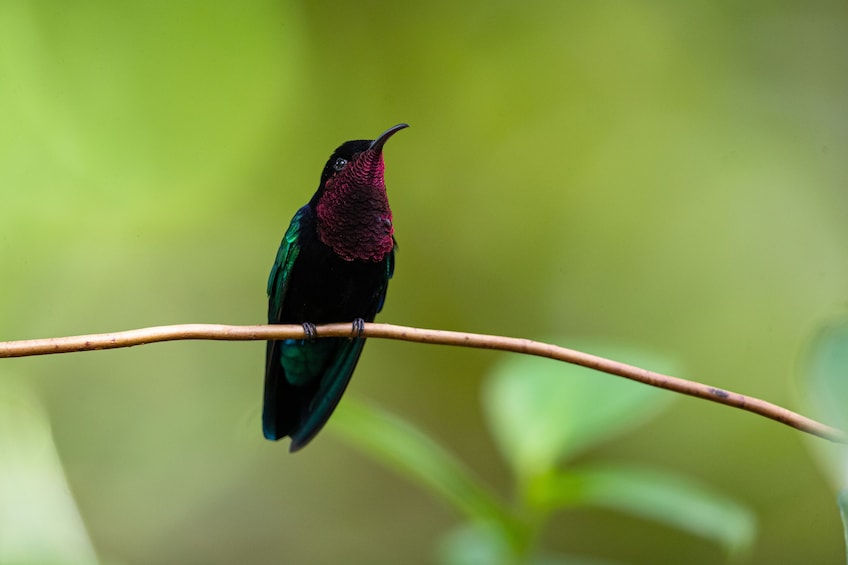 Bird Watching Hike at Castries Waterworks Forest Reserve