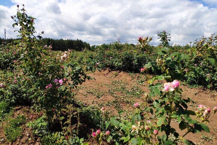 Private Virtual Tour of the Bulgarian Roses and Rose Oil