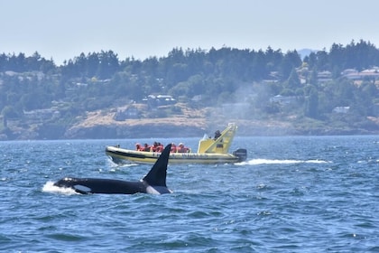 Avistamiento de ballenas en zodiac desde Victoria