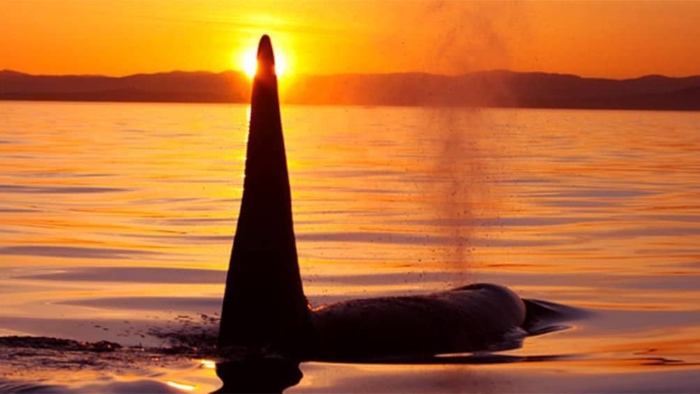 Orca taking breath at surface during sunset in Vancouver