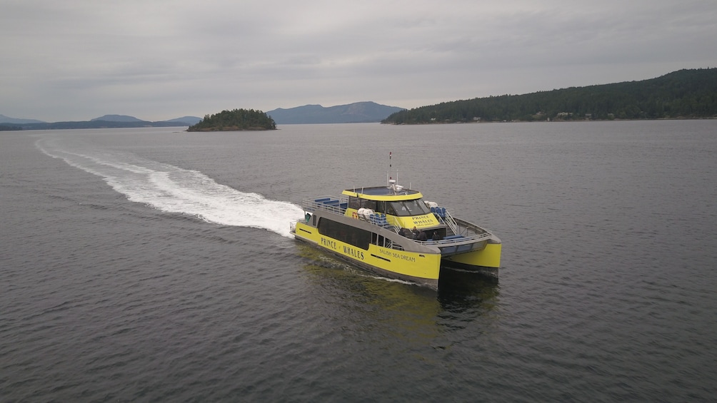 Half-Day Whale Watching (Vancouver, BC)