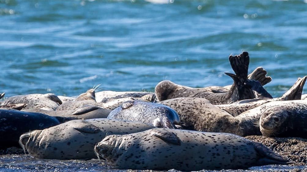 Harbor seals lounging on beach in Vancouver