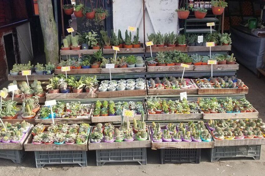 Cacti plants at the fruit market.