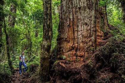 6 Hours Shared Tour in Calbuco and Millennial Forest from Hotel