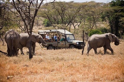Safari Adventures in Masai Mara