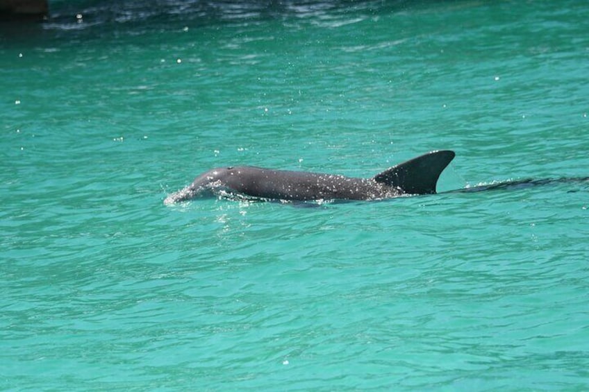  Private Dolphin Spotting Thrill Ride in Destin