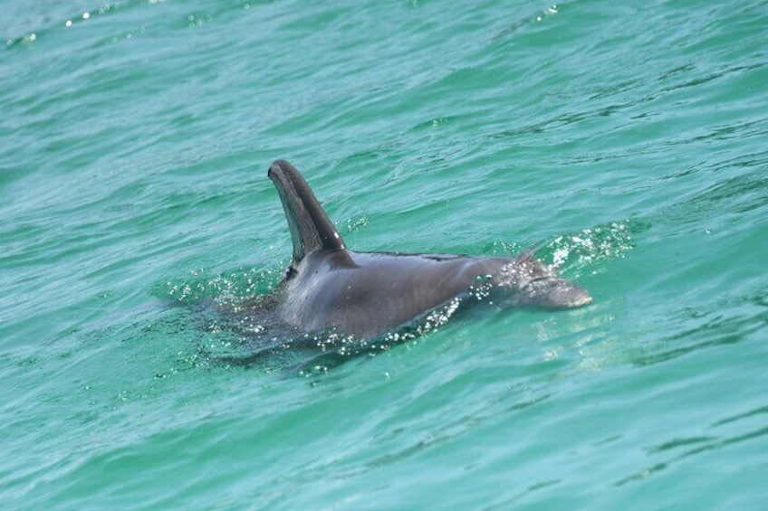1-Hour Private Dolphin Cruise in Florida
