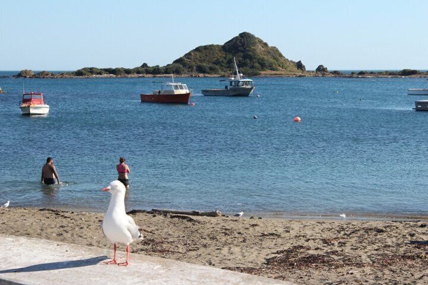 Island Bay and Taputeranga Island