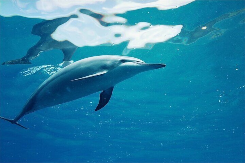 Swim with Dolphins in the West Coast line of Oahu