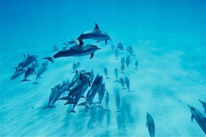 A'o Hawai'i Dolphin Watching Tour