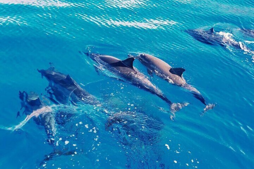 Swim with Dolphins in the West Coast line of Oahu