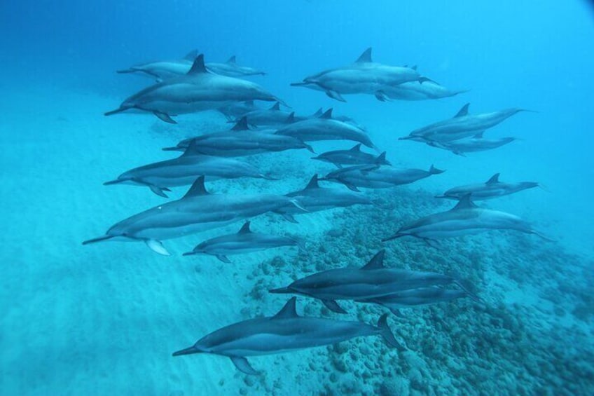 A'o Hawai'i Dolphin Watching Tour