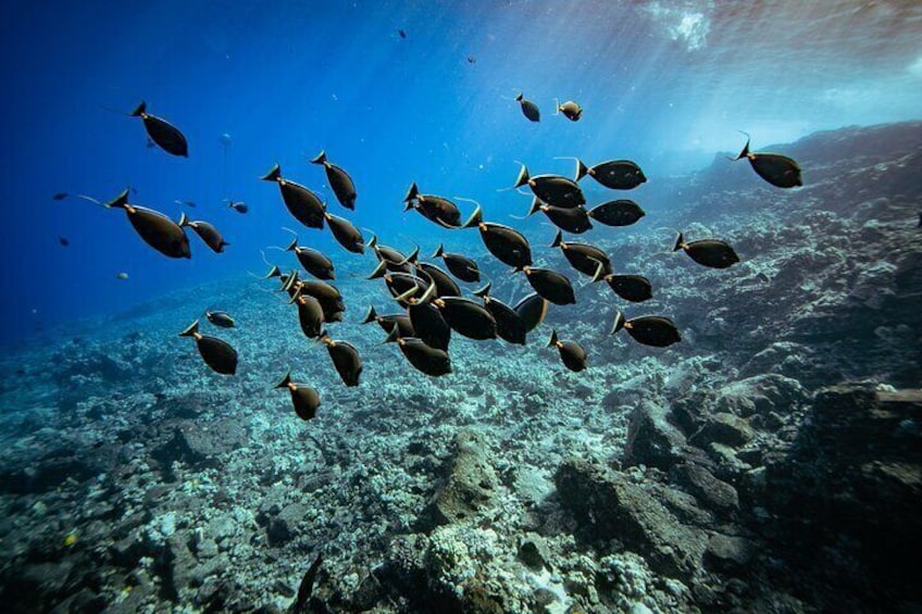 4-Hour Molokini Crater plus Turtle Town Snorkeling Experience