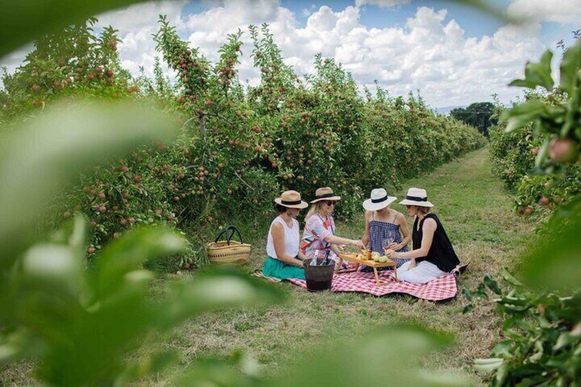 Picnic in the heritage apple orchard