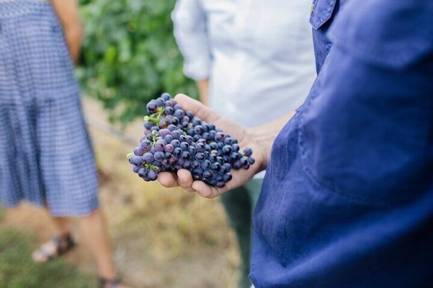 Vineyard tour