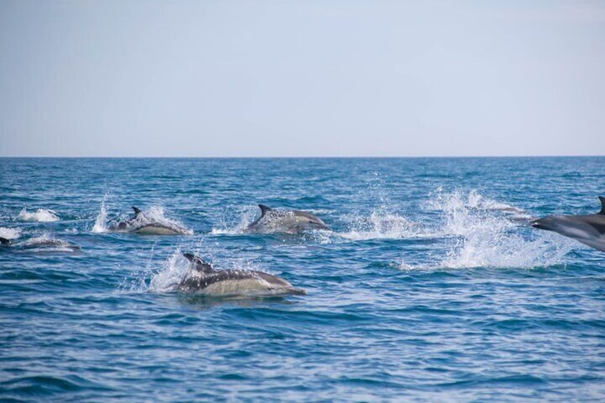 Dolphins