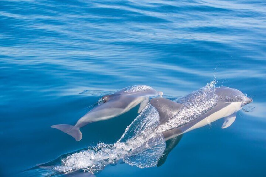 Dolphins