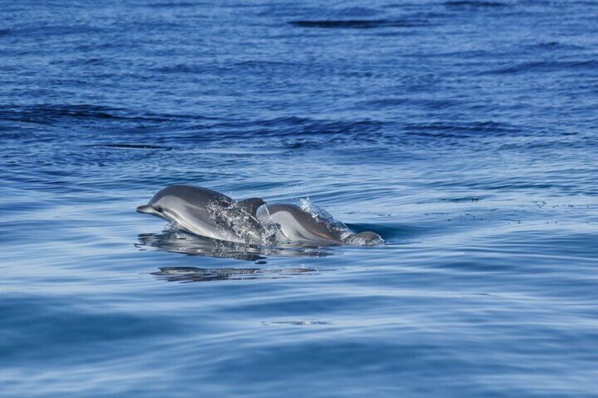 Dolphins & Caves - Benagil