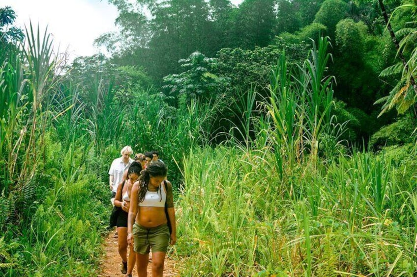 Vivid Day Tour in El Yunque Rain Forest