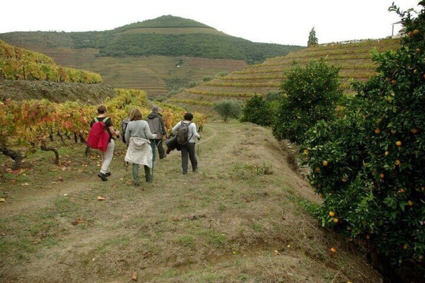 Guided Walking Tour to Pinhão