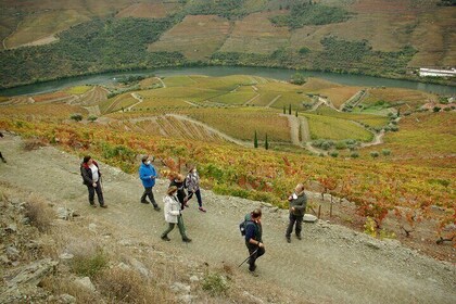 Douro-dalen: Fra Casal de Loivos til Pinhão gåtur og vintur