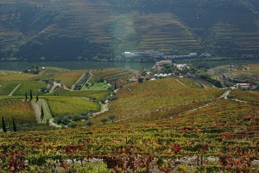 Douro Valley: From Casal de Loivos to Pinhão, walk and Wine Tour