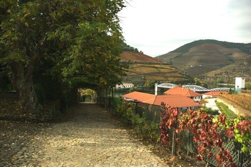 Guided Walking Tour to Pinhão