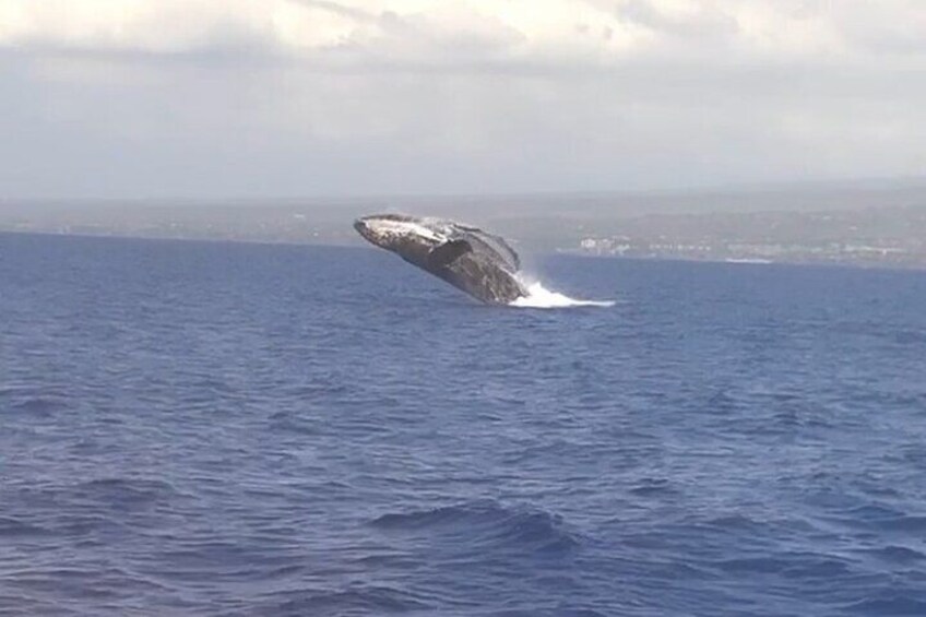 Whale Watching