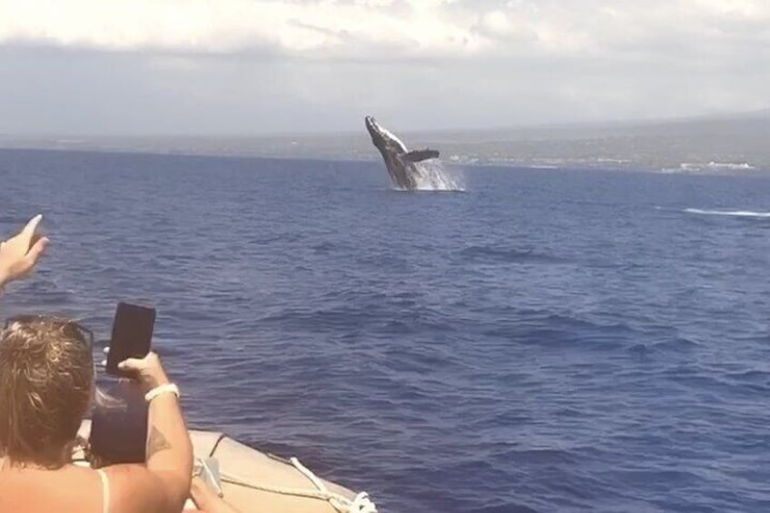 Whale Watching