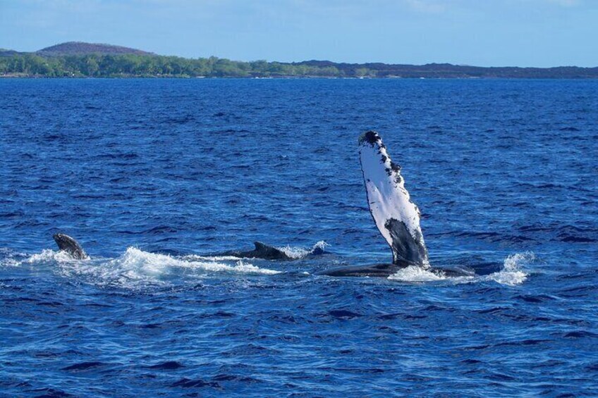 Whale Watching