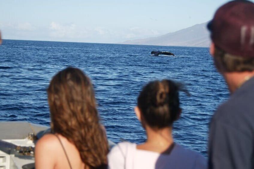 Whale Watching