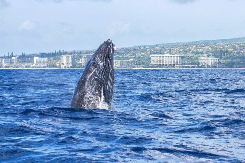 Whale Watching