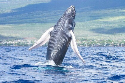 From Maalaea Harbor: Whale Watching Tours Aboard Winona Catamaran