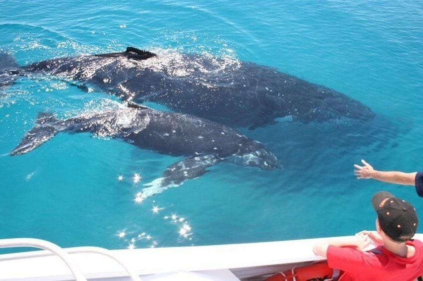 Mother and Calf