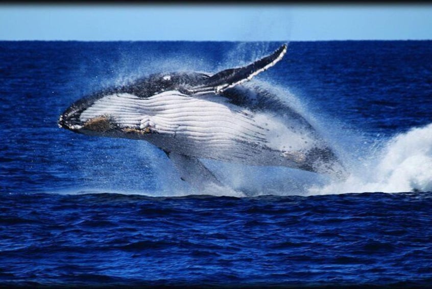 Brisbane Whale Watching