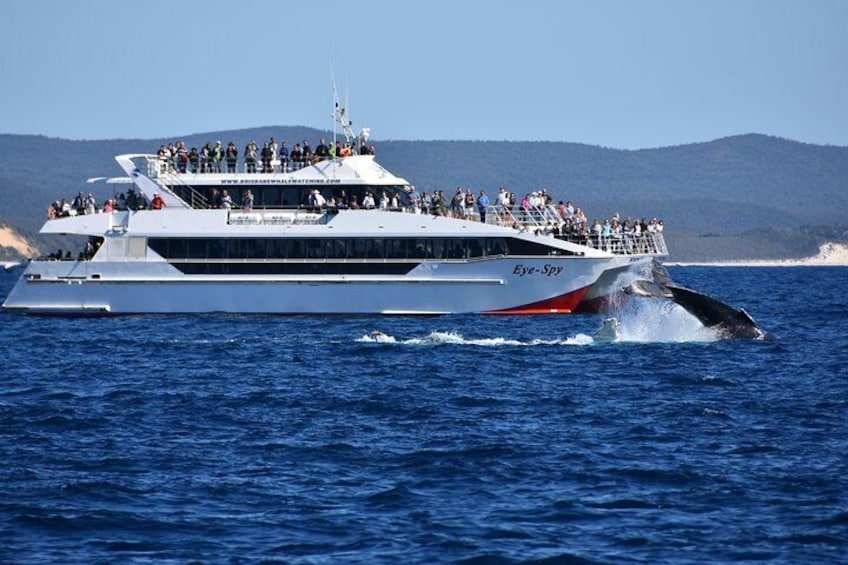 Eye Spy and Whales