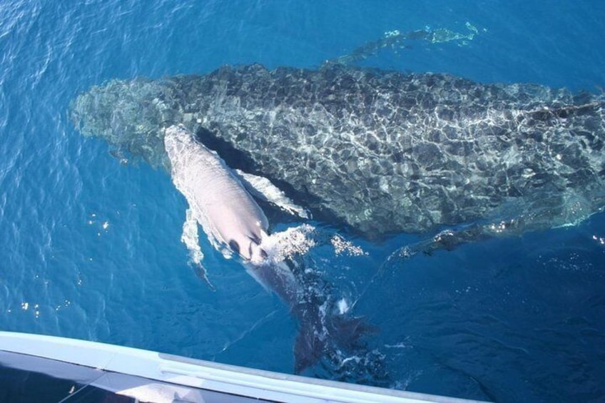 New Born Calf